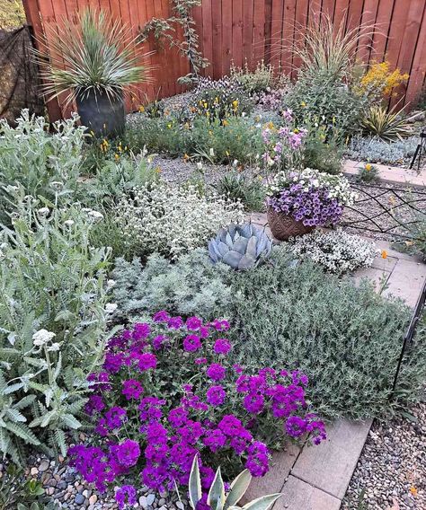 Side Yard Landscaping Arizona, Drought Tolerant Landscape California Backyard Ideas, Desert Gravel Landscaping, Colorado Natural Landscaping Ideas, Desert Container Plants, High Desert Gardening California, Native Desert Landscaping, Drought Tolerant Landscape Front Yard Zone 7, Xeriscape Flower Bed