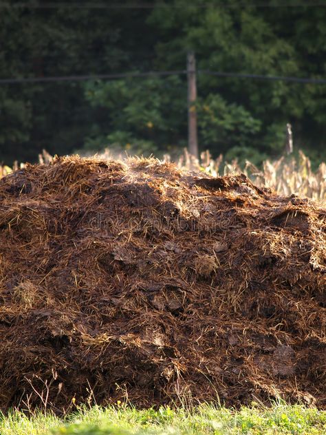 Cow manure heap. Rural scene , #AFFILIATE, #manure, #Cow, #heap, #scene, #Rural #ad Cow Manure, Front Page Design, Rural Scenes, Scene Image, Family Farm, Business Flyer, Railroad Tracks, Flyer Design, Stock Images Free