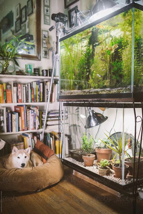 Plants And Books, Tank Terrarium, Fish Tank Terrarium, Small Fish Tanks, Cool Fish Tanks, Indoor Water Garden, Aquarium Terrarium, Reptile Room, Fishing Room