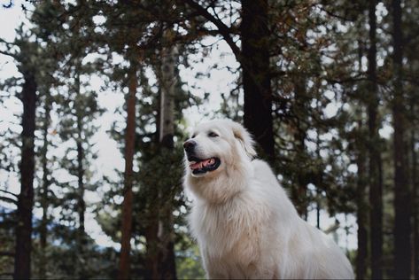 Great Pyrenees Photography, Lover Anime, Painting Dogs, Dogs Aesthetic, Dog Tattoo Ideas, Aesthetic Animals, Celebrity Dogs, Labrador Retrievers, Great Pyrenees