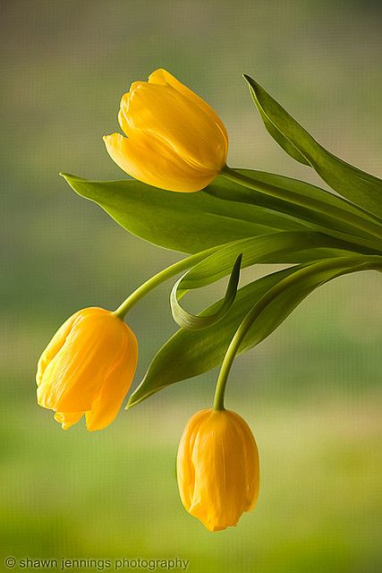 Yellow Tulips, Gardening Supplies, Flowers Garden, Tulips Flowers, Latte Art, God Jesus, Exotic Flowers, Mellow Yellow, Flower Beauty