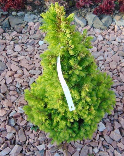 How Do You Keep A Dwarf Alberta Spruce Small? – World of Garden Plants Norway Spruce Bonsai, Miniature Conifers, Alberta Spruce Bonsai, Weeping Serbian Spruce, Bruns Weeping Serbian Spruce, Alberta Spruce, Small Pine Trees, Garden Railway, Conifer Trees