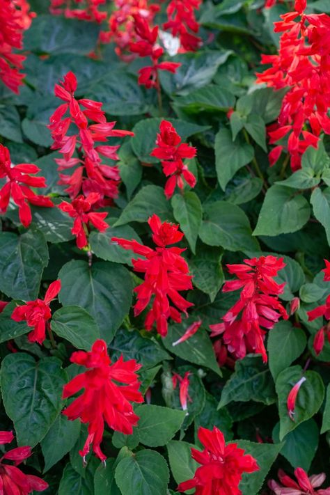 Red Salvia Landscaping, Salvia In Containers, Red Salvia Plant, Boarder Plants, Salvia Garden, Salvia Plant, Red Salvia, Red Hot Poker Plant, Backyard Lights