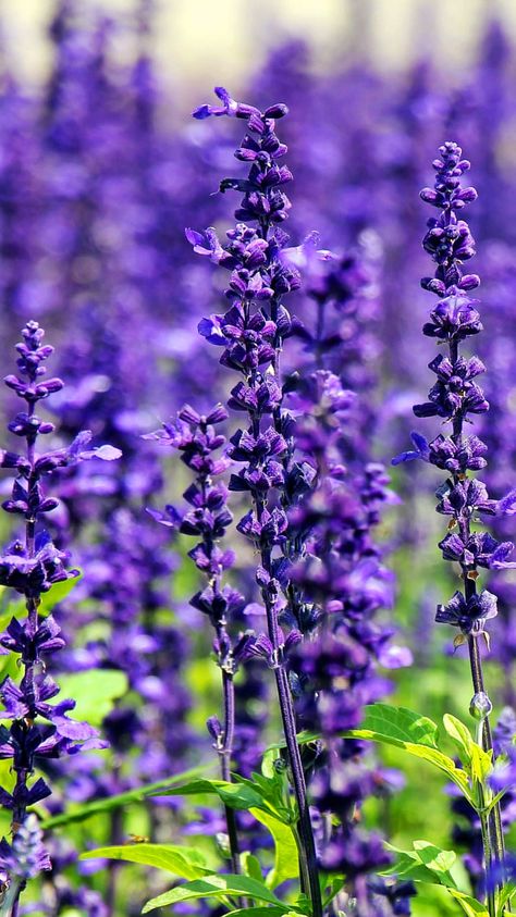 Munstead Lavender, Lavender Perfume, Drought Tolerant Perennials, Lavender Seeds, Growing Lavender, Lavender Fragrance, Lavender Plant, Organic Essential Oils, Companion Planting