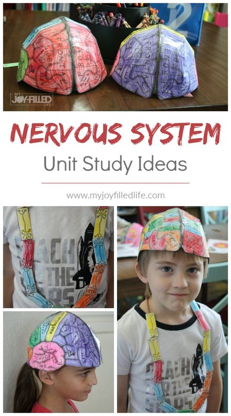 Human Body Unit - Brain & Nerves - My Joy-Filled Life Nervous System Stem Activities, Human Body Craft Kindergarten, Human Body 2nd Grade, Body Systems Preschool, Stem Human Body Activities, Human Body Systems Projects Middle School, Anatomy Stem Activities, Science Human Body Activities, Brain Craft Preschool