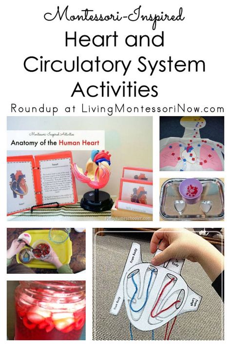 Lots of hands-on heart and circulatory system printables and activities for classroom or home; Montessori-inspired activities for a variety of ages - Living Montessori Now #Montessori #homeschool #circulatorysystem #heartunit #Montessorianatomy Circulatory System Preschool, Cardiovascular System Activities, Heart Health Preschool Activities, Circulatory System Activities For Kids, Heart Science Project For Kids, Heart Lessons For Kids, Preschool Heart Activities, Heart Activity For Kids, Anatomy Crafts