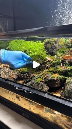 Expoterraria on Instagram: "Hoy #expoterrariarepost de @herptime ・・・ It’s time to make an extravagant mossy vivarium for some very special little herps! This @zoomedlabs enclosure is a new size by them that is perfect for terrestrial set ups like these. The light along with fogger definitely add a lot to the overall moodiness and vibe of the enclosure as well. These amphibians come from forests all over the European continent, so ferns and mosses were a must. Though not very aquatic at this stage, they will still definitely use the water area provided. A lot of preparation and work went into an enclosure like this, but in the end it is so worth it. Having access to a lot of moss was definitely the key to making this enclosure look “aged”. I so enjoy these little salamanders, as they’re bas Pixie Frog Enclosure, Salamander Enclosure, Salamander Vivarium, Frog Enclosure, Paludarium Vivarium, Dart Frog Vivarium, Vivarium Ideas, Turtle Enclosure, Frog Terrarium