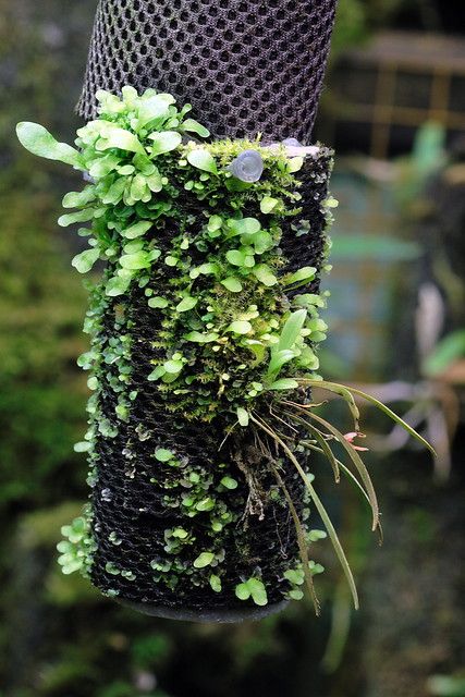 Hygrolon - Moss and fern studie | Detail studie of a Hygrolo… | Flickr Orchid Terrarium, Mini Orquideas, Plante Carnivore, Miniature Orchids, Vase Deco, Moss Plant, Orchids Garden, Diy Plant Hanger, Moss Garden