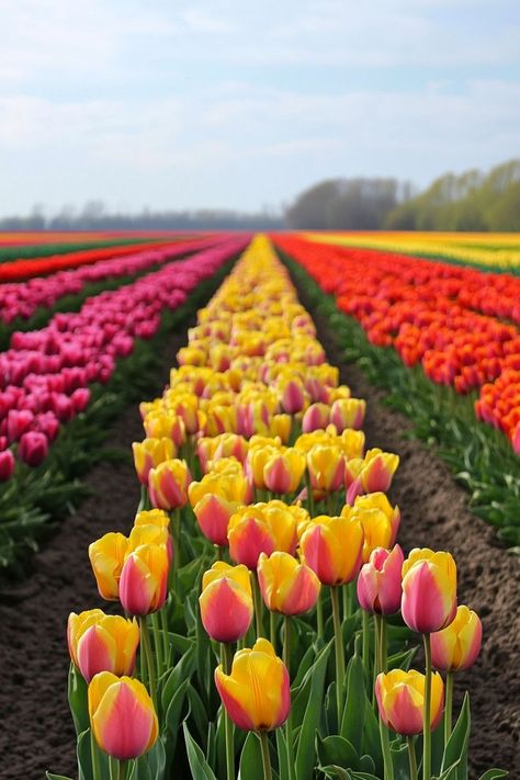 Marvel at the Vibrant Tulip Fields in the Netherlands🌷 Spring is the perfect time to visit the Netherlands and see the colorful tulip fields. Explore Keukenhof Gardens and the picturesque countryside. 🌿🌷 #TulipFields #SpringTravel #Netherlands #Keukenhof Tulip Fields Netherlands, Tulips Field, Keukenhof Gardens, Tulip Fields, Spring Trip, World Traveler, Face Painting, The Netherlands, Tulips