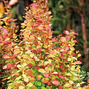 golden rocket barberry Orange Rocket Barberry, Barberry Bush, Deer Resistant Shrubs, Landscaping With Fountains, Japanese Barberry, Shrubs For Landscaping, Japanese Plants, Shade Shrubs, Full Sun Perennials