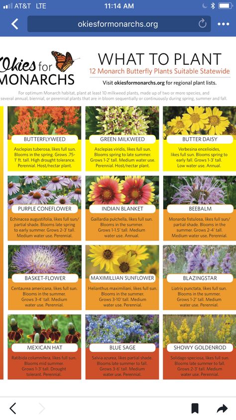 Pollinator Garden Design, Monarch Butterfly Garden, Butterfly Garden Plants, Gardening Seeds, Butterfly Garden Design, Butterfly Habitat, Milkweed Plant, Hummingbird Plants, Butterfly Plants