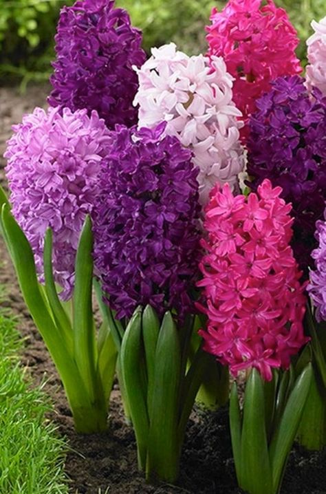 3 Jumbo Berry Hyacinth Perennial Bulb Collection. Perfect time to Plant This berry-bright blend of pink and purple hyacinths always puts on a beautiful show. The sweetly-scented flowers will fill your entire garden with their heady perfume. Hyacinths bloom in early spring, at the same time as daffodils and Darwin Hybrid tulips. Great for Containers Richly Fragrant Can't Miss Combination Comes Back Every Year. Fruits Composition, Hyacinth Plant, Purple Flowers Garden, Hyacinth Flowers, Composition Painting, Perennial Bulbs, Flower School, Very Berry, Diy Backyard Landscaping