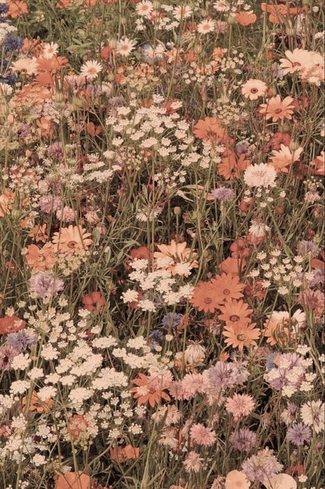 Fall Wildflowers Wallpaper, Boho Flower Aesthetic, Floral Aethstetic, Floral Asthetic Picture, Wet Flowers Wallpaper Aesthetic, Wild Flowers Aesthetic Wallpaper, Vintage Wildflower Aesthetic, Floral Asethic, Rustic Flower Wallpaper