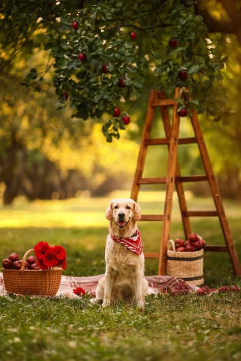 Spring Photoshoot With Dog, Dog Photoshoot Backdrop, Dog Calendar Photoshoot Ideas, Dog Park Photoshoot, Spring Dog Photoshoot, Fun Dog Photoshoot, Summer Dog Photoshoot, Autumn Dog Photography, Dog Fall Photoshoot