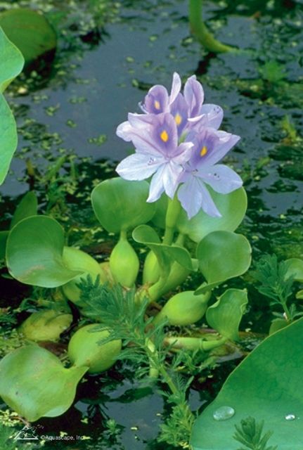 Top 10 Aquatic Plants for Mini Ponds | Aquascape, Inc. Pond Inspiration, Aquatic Flowers, Mini Pond, Ocean Plants, Container Water Gardens, Garden Ponds, Underwater Plants, Aquatic Garden, Animal Flashcards