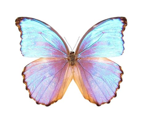 Morpho Godarti, Morpho Butterfly, Blue Morpho, Interesting Facts, Blue Butterfly, Facts About, Peru, Butterflies, Purple