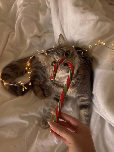 Christmas Cat Photos, Christmas Profile Pictures, Christmas Dreaming, Cosy Christmas, Christmas Feeling, Warm Christmas, Christmas Icons, Cat Aesthetic, Christmas Mood