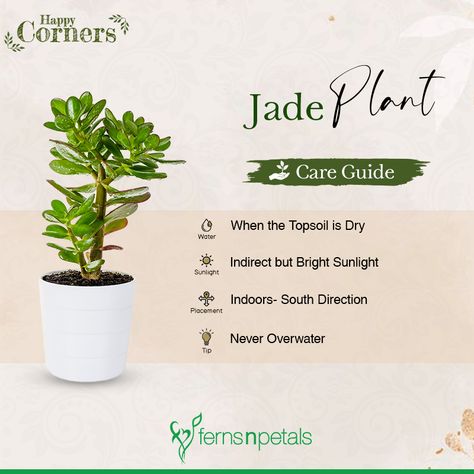 Flowers Name In Hindi, Fall Gardening Ideas, Fall Tattoos, Jade Plant Care, Indoor Plants Low Light, Plant Care Guide, Ideas Garden Design, Plants Care, Fall Gardening