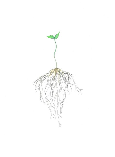 How to grow your own EDIBLE SOD. So easy, even a kindergartner can do it! Learn how! Seed Tattoo, Roots Drawing, Roots Tattoo, Plant Tattoo, Image Nature, Root System, Plant Drawing, Simplistic Tattoos, Watercolor Drawing