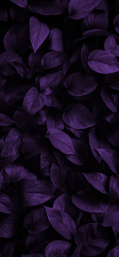 Violets Wallpaper Flower, Dark Purple Flowers Wallpaper, Deep Purple Aesthetic Wallpaper, Dark Purple Tattoo, Acotar Clothing, Purple Vibe Wallpaper, Purple Academia Aesthetic, Dark Violet Wallpaper, Deep Purple Aesthetic