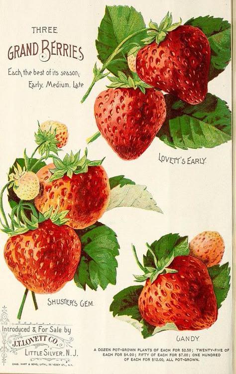 Strawberry Seed Packet, Strawberry Cream Pies, Oreo Cookie Crust, Vintage Seed Packets, Strawberry Glaze, Strawberry Seed, Pie Day, Fruit Wall Art, Vintage Strawberry