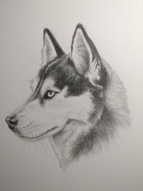 Dog Pencil Drawing, Husky Drawing, Dog Portrait Drawing, Realistic Animal Drawings, Pencil Drawings Of Animals, Animal Drawings Sketches, Siluete Umane, Cool Pencil Drawings, 강아지 그림