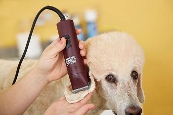 10 Best Professional Dog Clippers in 2022 - Guide & Reviews | Hepper Dog Grooming Diy, Pet Grooming Business, Dog Grooming Clippers, Dog Grooming Shop, Dog Clippers, Dog Grooming Salons, Dog Grooming Tips, Friend Zone, Dog Insurance