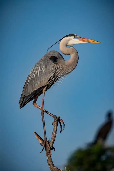 Blue Heron Bird, Great Blue Heron Drawing, Blue Heron Photography, Great Blue Heron Photography, Great Blue Heron Art, Heron Symbolism, Great Blue Heron Flying, Blue Heron Tattoo, Heron Drawing