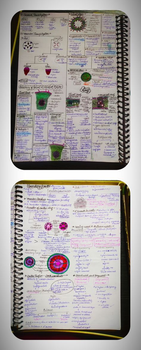 Handwritten detailed short notes 🌼 PAGE=02 ✔️✔️✔️ Plant Growth And Development Notes, Anatomy Of Flowering Plants Notes, Anatomy Of Flowering Plants, Notes Biology, Bio Notes, Neet Notes, Plant Notes, Short Notes, Study Biology