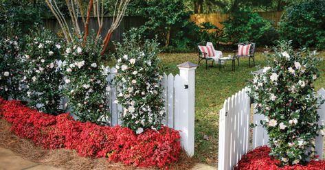 Creative Curb Appeal Privacy Screen Plants, October Magic, Southern Living Plant Collection, Magic Snow, Southern Living Plants, Screen Plants, Flowering Bushes, Southern Garden, Crape Myrtle