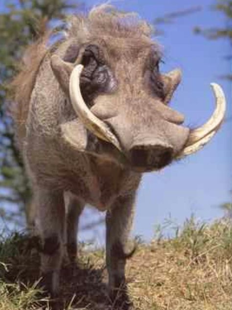 Warthog African Animals Photography, African Wildlife Photography, Wild Animals Photography, Africa Wildlife, Desert Animals, Rare Animals, Wildlife Photos, Majestic Animals, African Wildlife