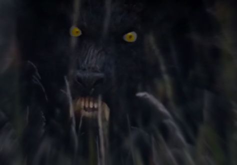 Underworld Creatures, Real Werewolf, The Midnight Meat Train, Native American Warrior, Werewolf Art, Creepypasta Characters, World Of Darkness, Movie Monsters, Dnd Characters