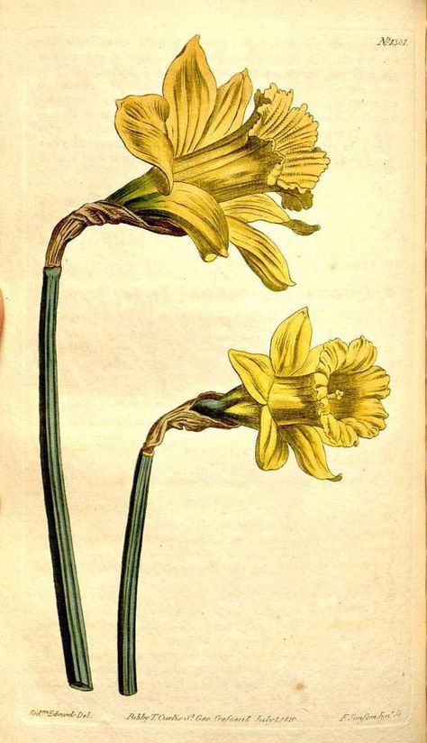 The Artzee Blog: Vintage Daffodil Illustration Botanisk Illustration, Peony Painting, Illustration Botanique, Daffodil Flower, Vintage Botanical Prints, Botanical Illustrations, Flower Paintings, Botanical Poster, Vintage Nature