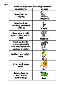 Animal Adaptations Anchor Chart, Animal Adaptations Activities, Adaptations Activities, Animal Adaptation, Elephant Black And White, Animal Classification, Animal Adaptations, Matching Worksheets, Card Games For Kids