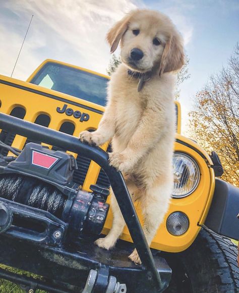 Preppy Jeep, Jeep Driving, Jeep Wrangler Girl, Jeep Zj, Jeep Things, Jeep Dogs, Trail Dog, Really Cute Puppies, Dream Cars Jeep