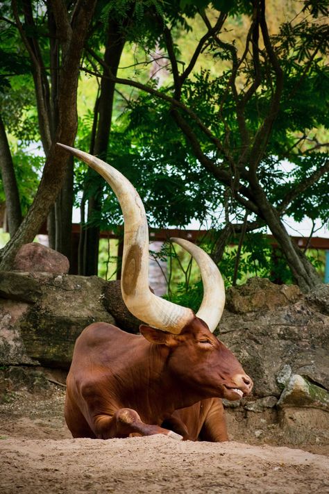 Long Horned Cow, Watusi Cattle, Ankole Watusi, Cattle Pictures, Animal Horns, Bull Pictures, Breeds Of Cows, Cow Photography, Longhorn Cattle