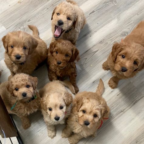 Cavoodle Puppies, Miniature Goldendoodle, Teddy Bear Poodle, Cute Fluffy Puppies, Dream Puppy, Goldendoodle Breeders, Baby Pets, Bento Cakes, Mini Goldendoodle Puppies