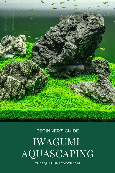 5 step beginner’s approach to Iwagumi Aquascaping and seiryu stone. Oscar Fish, Freshwater Aquarium Plants, Aquarium Maintenance, Aquascape Design, Nano Aquarium, Diy Aquarium, Aquarium Setup, Aquarium Landscape, Tropical Aquarium