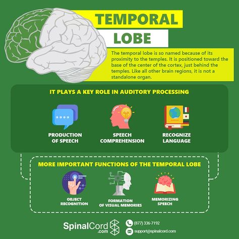 Frontal Lobe Damage, Frontal Lobe Function, Brain Project, Brain Lobes, Temporal Lobe, What Makes Us Human, Improve Brain Power, Occipital Lobe, Ulnar Nerve