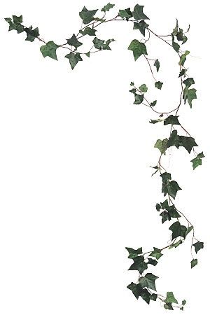 English Ivy Tattoo, Ivy Tattoo Small, Ivy Tattoo Design, Ivy Vine Tattoo, Ivy Clipart, Ivy Poster, Vines Png, Ivy Sketch, Ivy Illustration