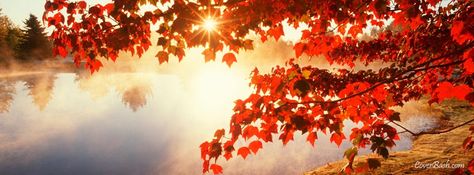 Facebook cover depicting beautiful red autumn leaves during the sunrise. Autumn Twitter Header, Fall Cover Photos, Fall Facebook Cover Photos, Fall Facebook Cover, Free Facebook Cover Photos, Facebook Background, Autumn Pictures, Autumn Leaves Wallpaper, Cover Pics For Facebook