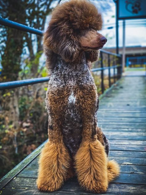 Standard Poodle Cuts, Standard Poodle Grooming, Standard Poodle Haircuts, Phantom Poodle, Sheepadoodle Puppy, Wheaton Terrier, Poodle Haircut, Poodle Puppy Standard, Poodle Cuts