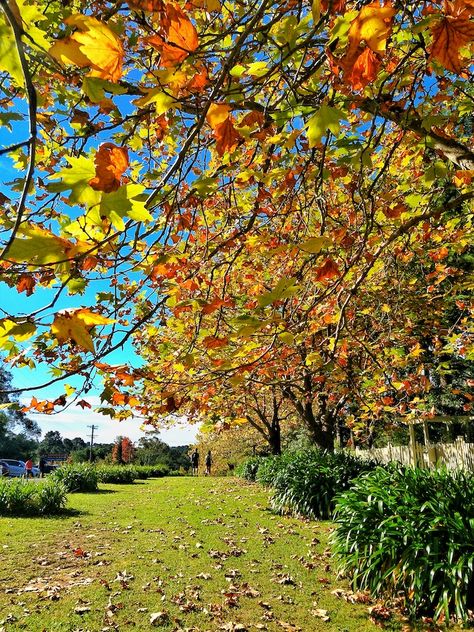 Autumn In Australia, Australia Autumn, Autumn Posters, Australian Autumn, Autumn Poetry, Autumn Pictures, Blue Mountains Australia, Australia Photography, Australian Continent