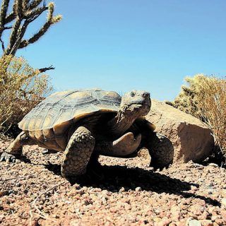 Tortoise Reference, Small Turtle Tank, Desert Turtle, Tortoise Run, Tortoise Pictures, Desert Creatures, Terrestrial Animals, Tortoise Nails, Tortoise Art