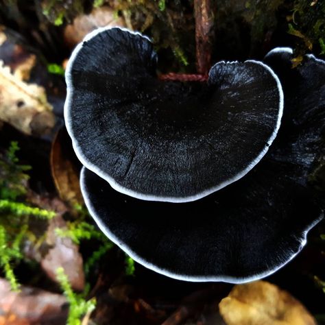 B & W fungi  CostaRica Black Mushrooms, Black Mushroom, Mushroom Varieties, Goth Garden, Lichen Moss, Slime Mould, Plant Fungus, Mushroom Hunting, White Mushrooms