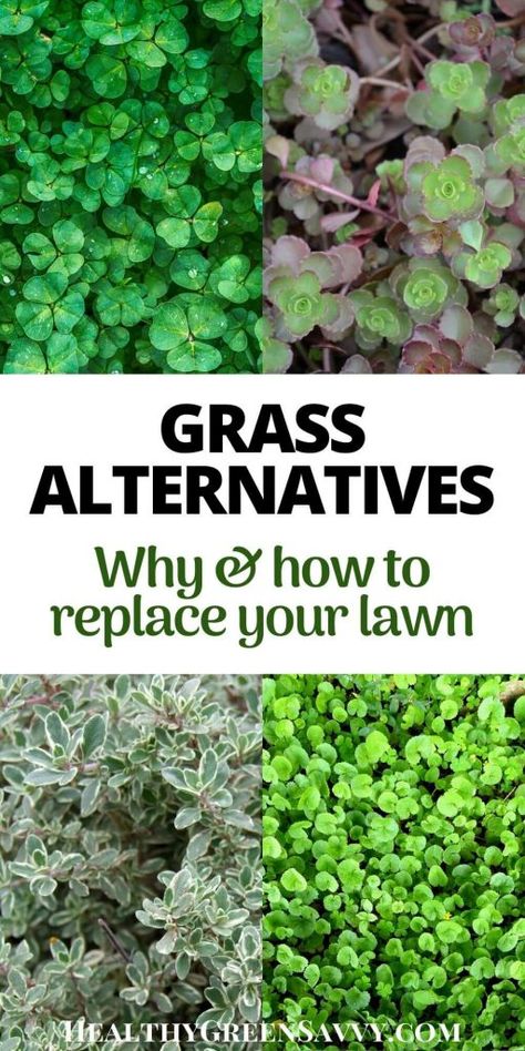 Grass Alternatives, Grass Alternative, Taman Diy, Cozy Garden, Lawn Alternatives, Garden Border, Border Ideas, Garden Wallpaper, Ground Cover Plants