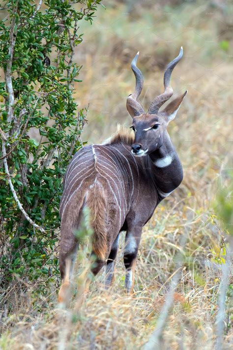 Kudu Horns, Greater Kudu, Exotic Animals, Unusual Animals, Anatomy Drawing, Fox Art, Like Animals, Marine Animals, African Animals