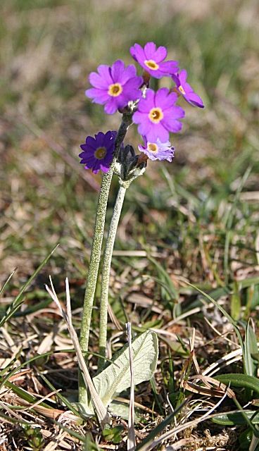 Flora of Scotland - Wikipedia, the free encyclopedia Scottish Primrose, Scottish Gardens, Scottish Wildflowers, Scottish Wildlife, Flower Species, Scottish Flowers, Primula Auricula, British Wild Flowers, Scent Garden