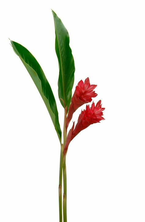 Flowers Last Longer, Ginger Plant, Ginger Flower, Flower Stock, Desert Flowers, Flower Boutique, Unusual Flowers, Tropical Flower, Fresh Cut Flowers