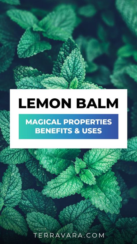 Lemon balm magical properties. Lemon Balm Tea Benefits, Lemon Balm Benefits, Lemon Balm Uses, Lemon Balm Recipes, Lemon Balm Essential Oil, Lemon Balm Plant, Lemon Balm Tincture, Melissa Officinalis, Lemon Balm Tea